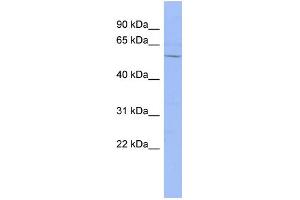 WB Suggested Anti-DACH1 Antibody Titration:  0.