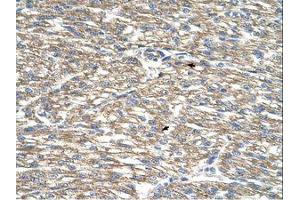 anti-T-Complex 10 (TCP10) (AA 109-158) antibody