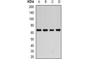 Western blot analysis of CD98 expression in SW480 (A), SKOV3 (B), mouse kidney (C), mouse lung (D) whole cell lysates.