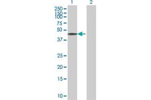 Western Blot analysis of C10orf88 expression in transfected 293T cell line by C10orf88 MaxPab polyclonal antibody. (C10orf88 anticorps  (AA 1-445))