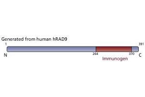 Image no. 3 for anti-RAD9 Homolog A (S. Pombe) (RAD9A) (AA 264-370) antibody (ABIN968473) (RAD9A anticorps  (AA 264-370))