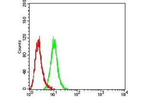 Flow cytometric analysis of Hela cells using ACTA2 mouse mAb (green) and negative control (red).