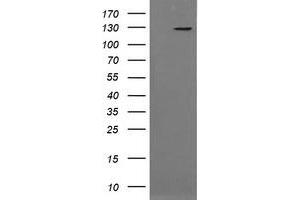 Image no. 4 for anti-Phosphoinositide-3-Kinase, Catalytic, gamma Polypeptide (PIK3CG) antibody (ABIN1500202)
