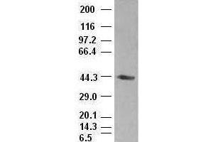 A1AT antibody (1C2) at 1:1000 dilution + lysates from HEK-293T transfected with human A1AT expression vector (SERPINA1 anticorps  (AA 26-418))