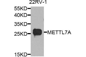 Western blot analysis of extract of various cells, using METTL7A antibody. (METTL7A anticorps)