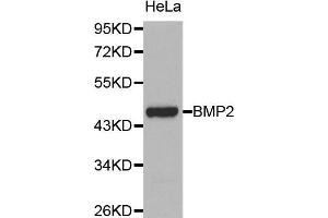 Western blot analysis of extracts of HeLa cell lines, using BMP2 antibody. (BMP2 anticorps)