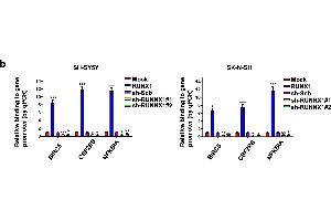 RUNX1 altered the transcription and protein levels of BIRC5, CSF2RB, and NFKBIA through direct binding of its promoter.