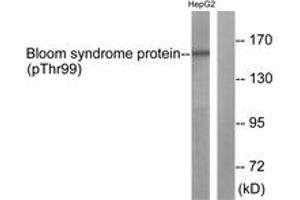 Western blot analysis of extracts from HepG2 cells, using Bloom Syndrome (Phospho-Thr99) Antibody. (Bloom Syndrome (AA 65-114), (pThr99) anticorps)