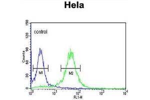COG2 Antibody (N-term) flow cytometric analysis of Hela cells (right histogram) compared to a negative control cell (left histogram). (COG2 anticorps  (N-Term))