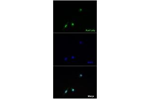 Immunofluorescence -- Sample Type: Overexpression of Pax7 in C2C12 cellsDilution: 1:100 (PAX7 anticorps  (Middle Region))