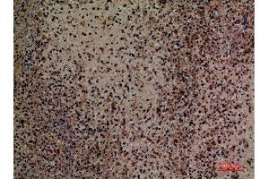 Immunohistochemistry (IHC) analysis of paraffin-embedded Human Spleen, antibody was diluted at 1:100. (PROCR anticorps  (Internal Region))