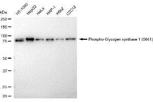 Western blotting analysis using Phospho-Glycogen synthase 1 (S641) antibody (ABIN7798774). (Recombinant Glycogen Synthase 1 anticorps  (pSer641))