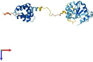 AlphaFold protein structure predicition of Mouse Recombinant Myd88 Protein, UniprotID P22366