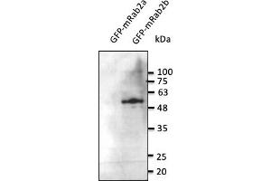 Western Blotting (WB) image for anti-RAB2B, Member RAS Oncogene Family (RAB2B) (C-Term) antibody (ABIN6254189) (RAB2B anticorps  (C-Term))