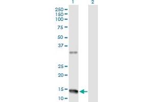 Western Blot analysis of NMU expression in transfected 293T cell line by NMU MaxPab polyclonal antibody. (Neuromedin U anticorps  (AA 1-174))