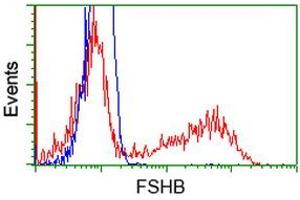 HEK293T cells transfected with either RC214616 overexpress plasmid (Red) or empty vector control plasmid (Blue) were immunostained by anti-FSHB antibody (ABIN2453050), and then analyzed by flow cytometry. (FSHB anticorps)