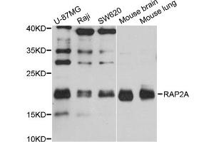 Western blot analysis of extracts of various cell lines, using RAP2A antibody (ABIN1874550) at 1:1000 dilution. (RAP2A anticorps)