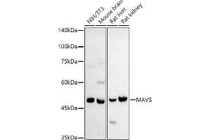 Western blot analysis of extracts of various cell lines, using MAVS antibody (ABIN6132297, ABIN6143583, ABIN6143584 and ABIN6221441) at 1:500 dilution. (MAVS anticorps  (AA 1-65))