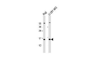 Western Blot at 1:2000 dilution Lane 1: Raji whole cell lysate Lane 2: U-251 MG whole cell lysate Lysates/proteins at 20 ug per lane. (NT5C anticorps  (AA 27-60))