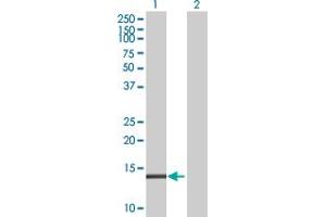 Western Blot analysis of TMEM42 expression in transfected 293T cell line by TMEM42 MaxPab polyclonal antibody. (TMEM42 anticorps  (AA 1-159))