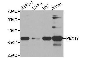 Western blot analysis of extracts of various cell lines, using PEX19 antibody. (PEX19 anticorps  (AA 1-299))