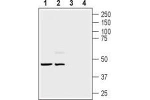 Western blot analysis of rat (lanes 1 and 3) and mouse (lanes 2 and 4) brain lysates:1,2.