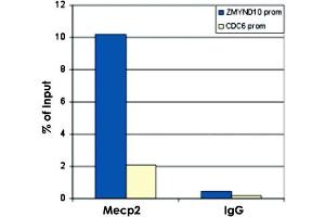 ChIP results obtained with the MECP2 polyclonal antibody . (MECP2 anticorps  (C-Term))