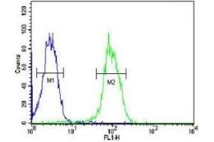 KDR antibody flow cytometric analysis of MDA-MB435 cells (green) compared to a negative control (blue). (VEGFR2/CD309 anticorps  (AA 1153-1182))