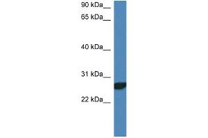 WB Suggested Anti-Ndfip2 Antibody   Titration: 1. (NDFIP2 anticorps  (N-Term))