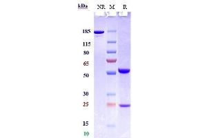 Anti-CSF2 / GM-CSF Reference Antibody (lenzilumab) on SDS-PAGE under reducing (R) condition. (Recombinant CSF2 (Lenzilumab Biosimilar) anticorps)