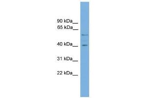 Western Blot showing EDIL3 antibody used at a concentration of 1-2 ug/ml to detect its target protein. (EDIL3 anticorps  (N-Term))