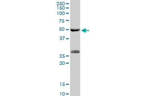 PGA5 anticorps  (AA 1-388)