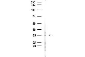 anti-Olfactory Receptor 10K1/2 (OR10K1/K2) (C-Term) antibody