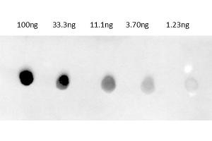Dot Blot of Anti-Rabbit IgG Antibody680 Conjugate Dot Blot results of Donkey Anti-Rabbit IgG Antibody680 Conjugate. (Âne anti-Lapin IgG Anticorps (DyLight 680) - Preadsorbed)