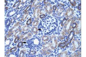 Image no. 1 for anti-Amiloride-Sensitive Cation Channel 3 (ACCN3) (AA 53-102) antibody (ABIN202724)