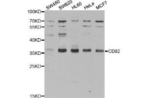 Western blot analysis of extracts of various cell lines, using CD82 antibody (ABIN5970896) at 1/1000 dilution. (CD82 anticorps)