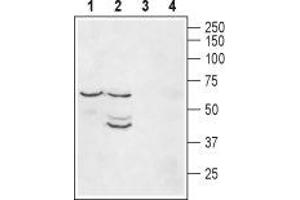 Western blot analysis of mouse heart lysate (lanes 1 and 3) and rat brain membranes (lanes 2 and 4): - 1-2.