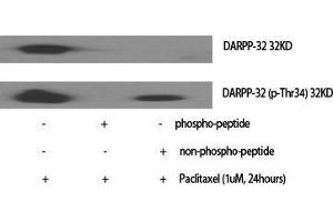 Western Blot (WB) analysis of specific cells using Phospho-DARPP-32 (T34) Polyclonal Antibody. (DARPP32 anticorps  (pThr34))