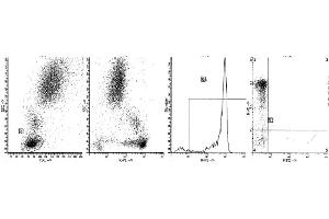 Image no. 1 for anti-Protein tyrosine Phosphatase, Receptor Type, C (PTPRC) antibody (ABIN1106409) (CD45 anticorps)