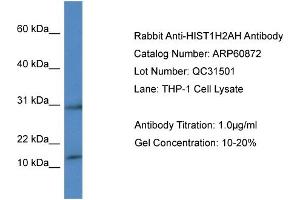 Western Blotting (WB) image for anti-Histone H2A Type 1-H (HIST1H2AH) (C-Term) antibody (ABIN2788614) (HIST1H2AH anticorps  (C-Term))