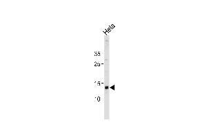 D Antibody (N-term) 20466a western blot analysis in Hela cell line lysates (35 μg/lane).
