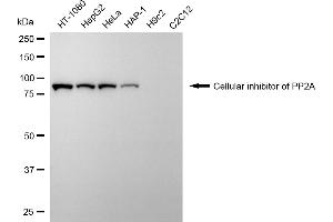 Western blotting analysis using cellular inhibitor of PP2A antibody (ABIN7799195).