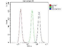 Flow Cytometry analysis of A431 cells using anti-GM130 antibody (ABIN6719433).