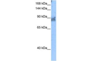 Western Blotting (WB) image for anti-NEL-Like 2 (Chicken) (NELL2) antibody (ABIN2462998) (NELL2 anticorps)