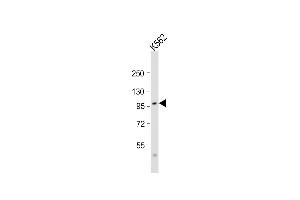 Anti-SRPK1 Antibody (N-term)at 1:2000 dilution + K562 whole cell lysate Lysates/proteins at 20 μg per lane. (SRPK1 anticorps  (N-Term))