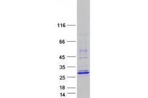 TCF23 Protein (Myc-DYKDDDDK Tag)