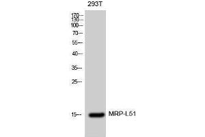 Western Blotting (WB) image for anti-Mitochondrial Ribosomal Protein L51 (MRPL51) (Internal Region) antibody (ABIN3176119) (MRPL51 anticorps  (Internal Region))
