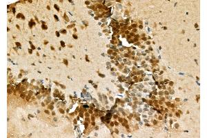 ABIN6262409 and ABIN6276925 at 1/100 staining Mouse testis tissue by IHC-P. (HSPA1L anticorps  (Internal Region))