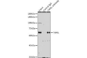 Immunoprecipitation analysis of 300 μg extracts of HeLa cells using 3 μg TL antibody (ABIN7270717). (TAF6L anticorps  (AA 1-200))