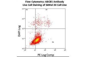 Flow Cytometry using ABCB5 Antibody (N-Term) Cat (ABIN390068 and ABIN2840592) on SkMel-30 cell line. (ABCB5 anticorps  (N-Term))